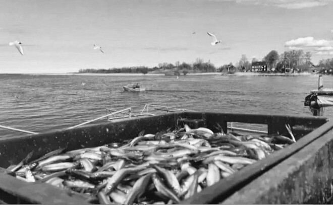 В Ленобласти стартовала корюшковая путина: первые мережи выставлены в устье Волхова