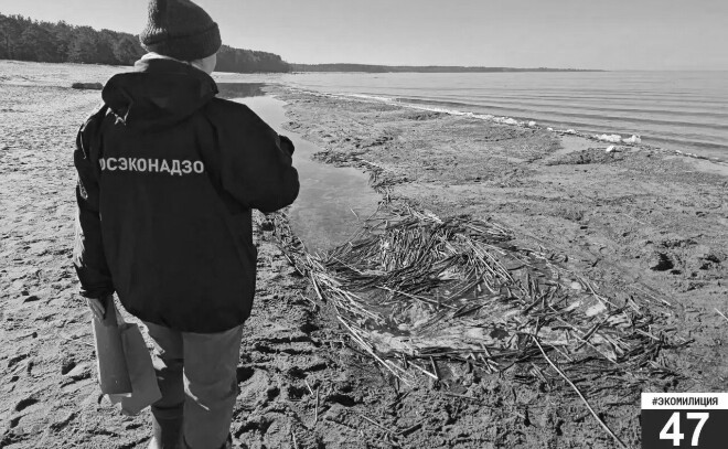 Экомилиция не подтвердила информацию о загрязнении Финского залива в Сосновом Бору