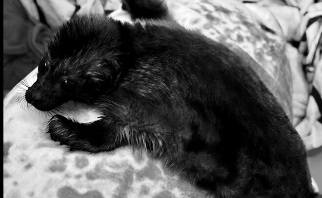 Из-за сильных ветров на берег Ладоги может выбросить детенышей нерп