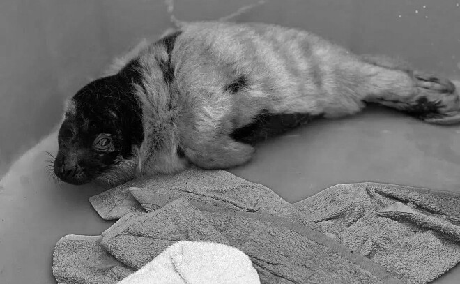 В Фонд друзей балтийской нерпы поступила новая малышка — ладожская нерпа весом всего 4,8 кг